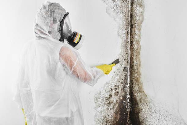 Best Basement water damage restoration  in Attica, MI